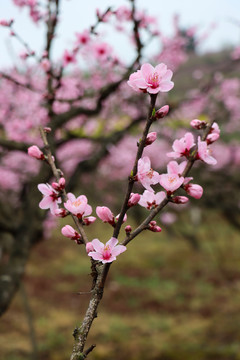 桃花