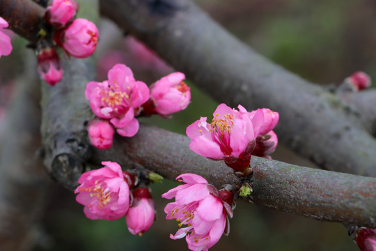 桃花枝头