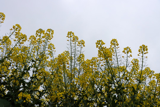 油菜花