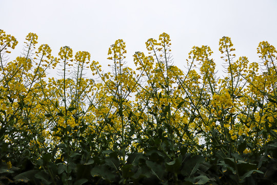 油菜花