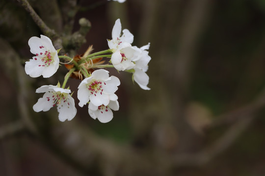 梨花