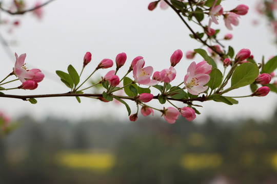 海棠花