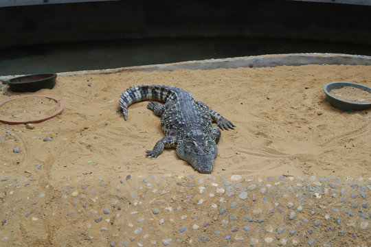 一条趴在沙子上的鳄鱼