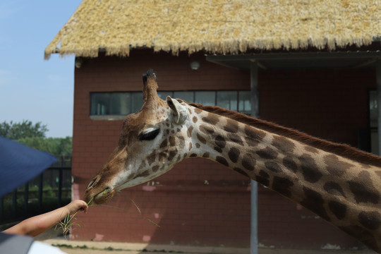 动物园喂食长颈鹿