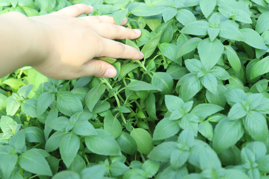 九层塔植物