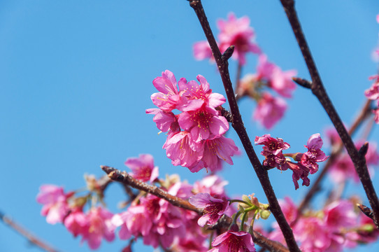 樱花花枝近照