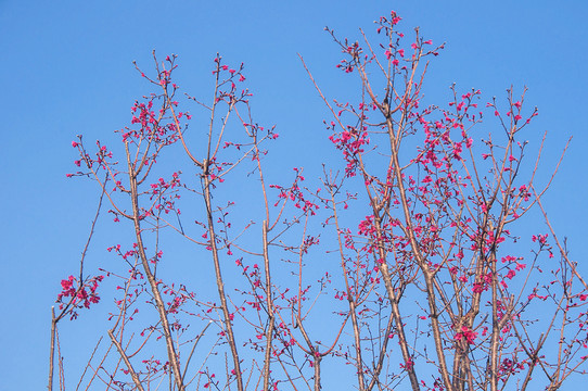 早樱花枝