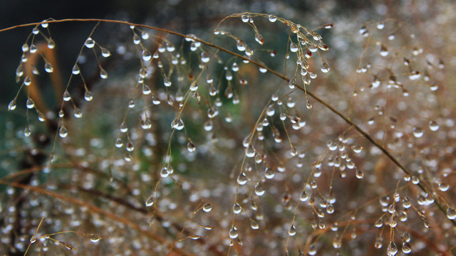 阴雨天野草