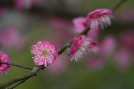 梅花