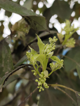 樟树发芽