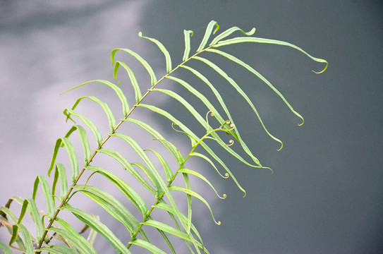 蕨类植物