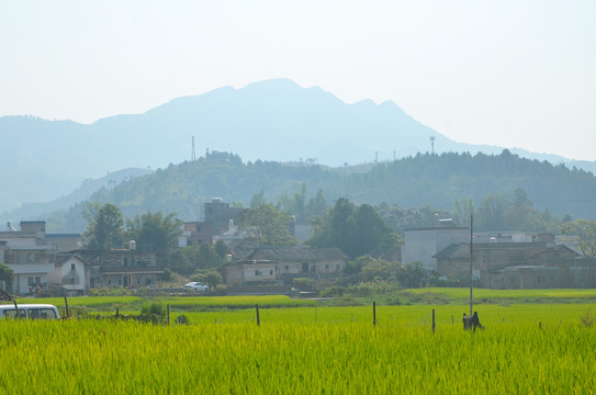 稻田远山