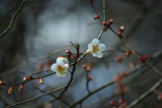 梅花