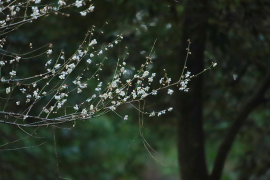 梅花