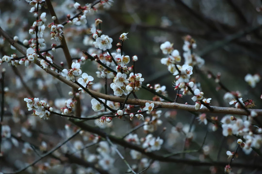 梅花