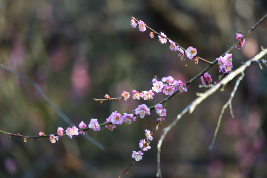 梅花