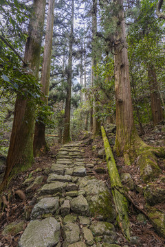 天目山大树王国景区