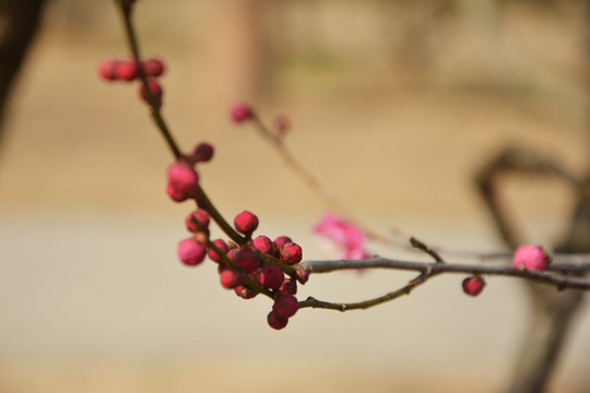 梅花花苞