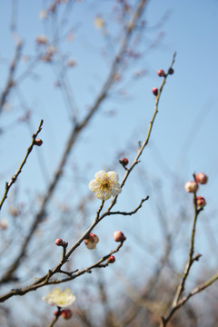 梅花花枝