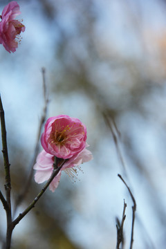 梅花