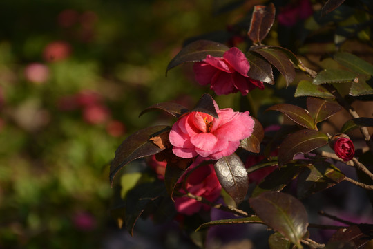 茶花