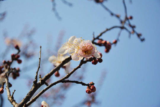 梅花开