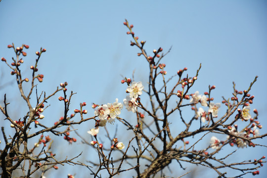 梅花枝