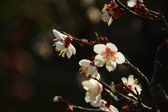 梅花开