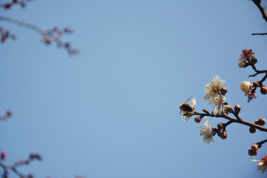 梅花与蓝天