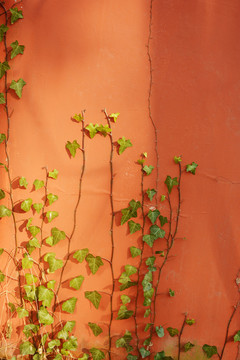 红墙绿植