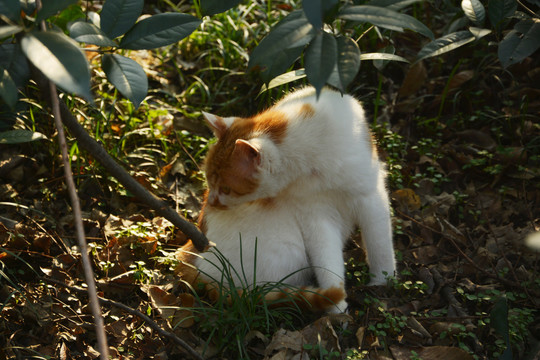 黄白相间小猫