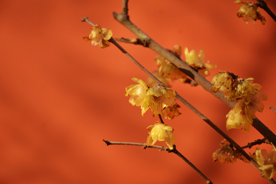 腊梅花开