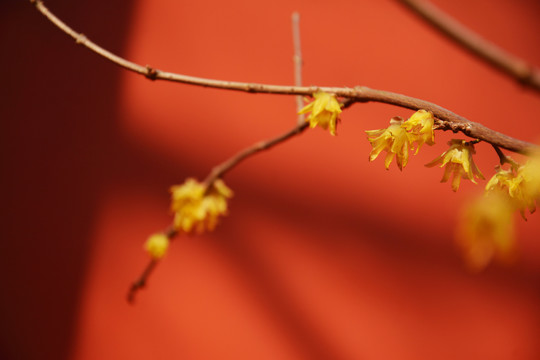 宫墙腊梅花