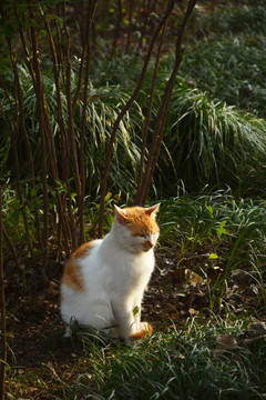 野外花猫