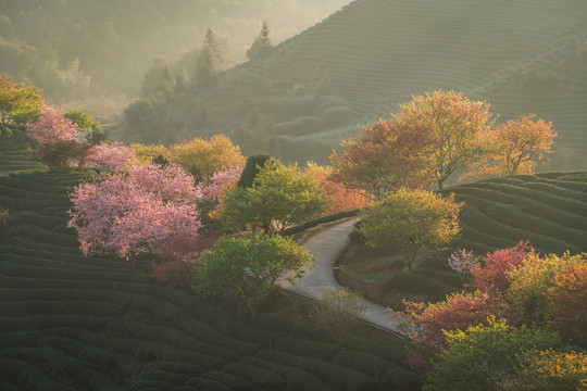 茶园里的乡村小路和樱花树