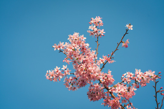 春天阳光下的粉色樱花树