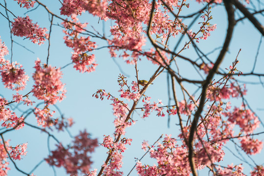 春天的粉色樱花树和树枝上的鸟儿