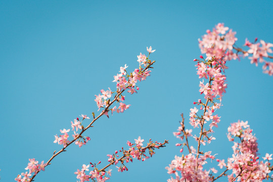 春天阳光下的粉色樱花树