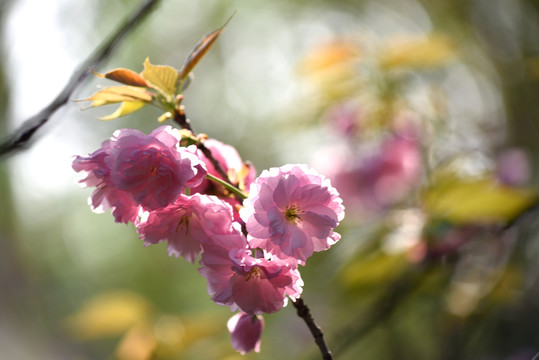 重瓣樱花