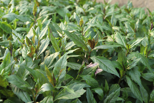 紫背菜血皮菜降压草特写高清大图