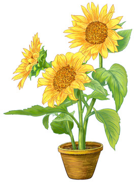 向日葵太陽花