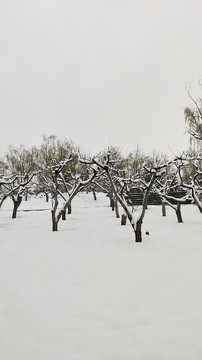 雪中桃林