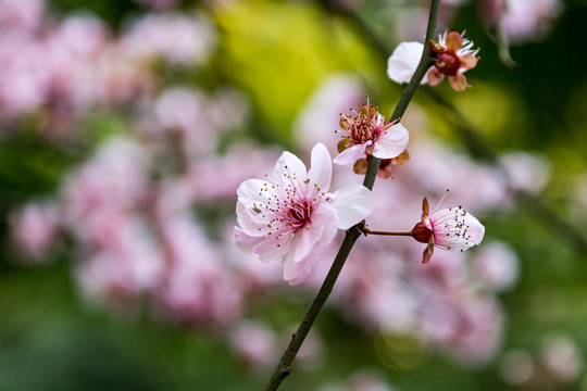 桃花