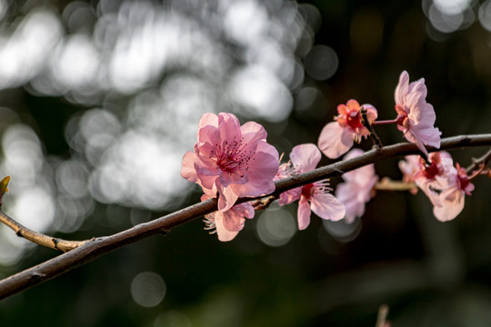 桃花