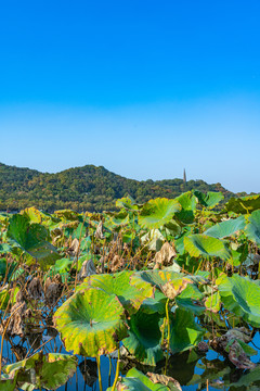 浙江杭州西湖风景区