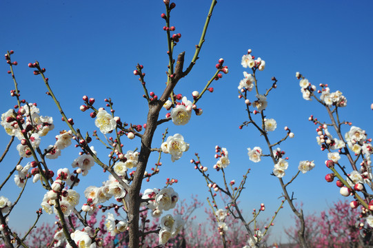 梅花