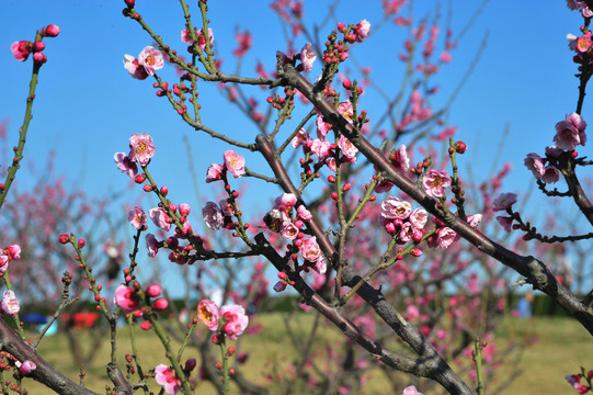 梅花