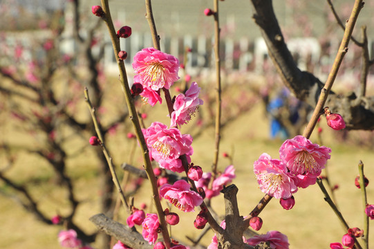 梅花