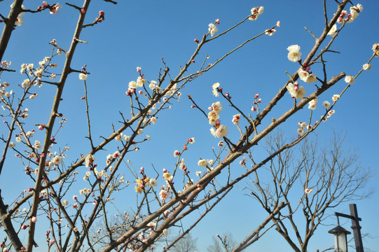 梅花