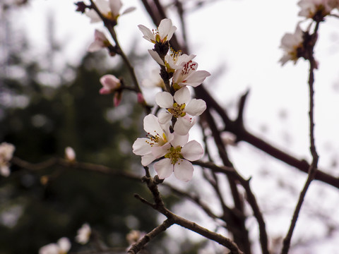 山桃花